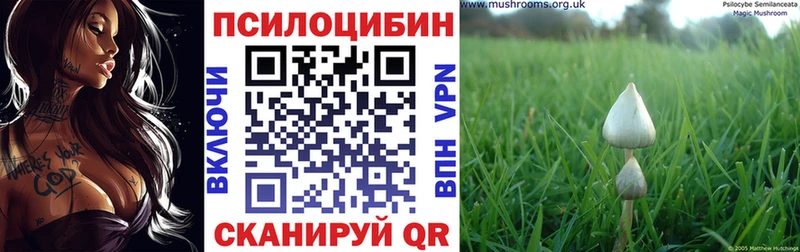 Псилоцибиновые грибы Psilocybe  Купить закладки  Нерюнгри 